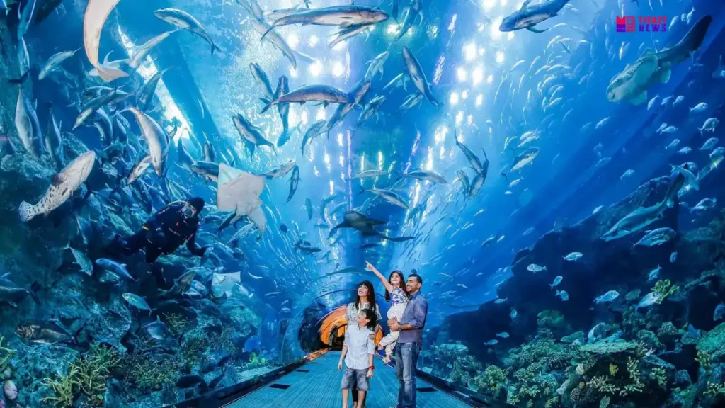 Dubai Aquarium & Underwater Zoo Tickets