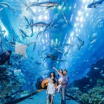 Dubai Aquarium & Underwater Zoo Tickets