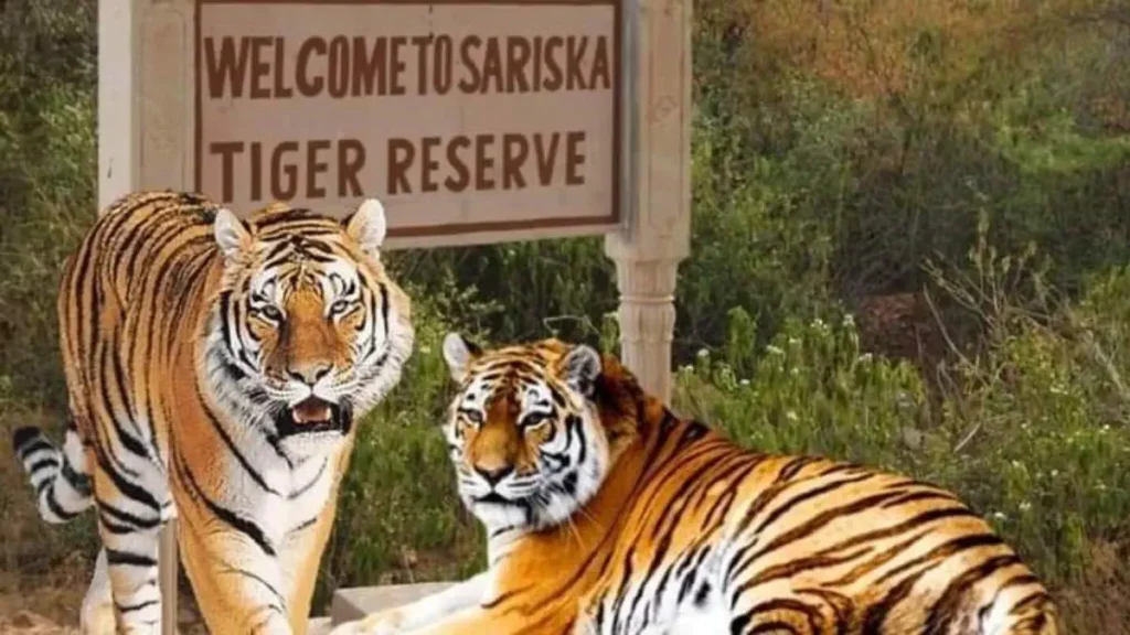 Sariska Tiger Reserve Rajasthan