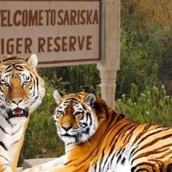 Sariska Tiger Reserve Rajasthan