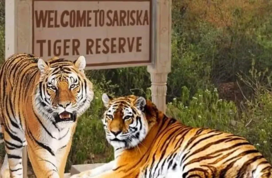 Sariska Tiger Reserve Rajasthan